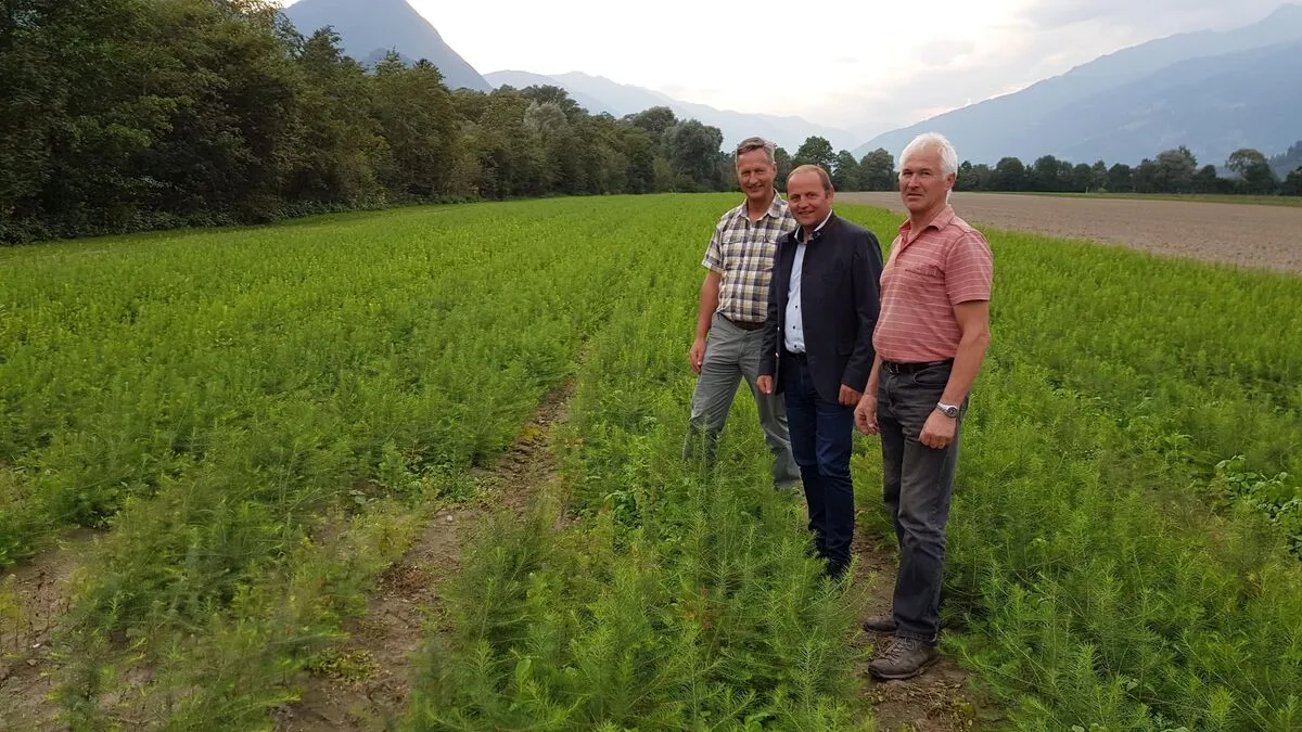 Landesforstdirektor Josef Fuchs, Josef Geisler und der Leiter des Landesforstgartens Nikolsdorf, Anton Schett 
