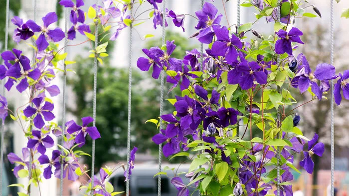 Die Clematis mag sonnige Plätze, ihre Wurzeln müssen aber im Schatten liegen.