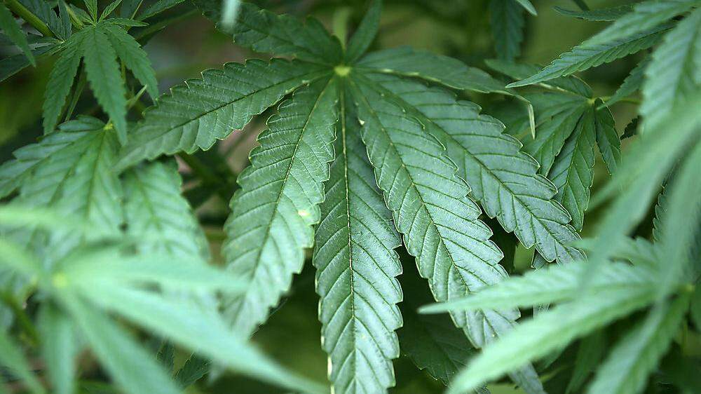Polizei hat eine Cannabisplantage im Garten entdeckt