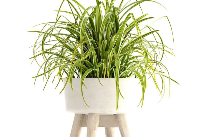 Chlorophytum.Die Grünlilie ist Forschungserkenntnissen zufolge die Pflanze mit dem wohl besten Filter gegen Schadstoffe in der Luft. Wasserhaushalt normal. Ihr sieht man es an, wenn sie zu wenig Wasser hat, weil sie die Blätter hängen lässt.