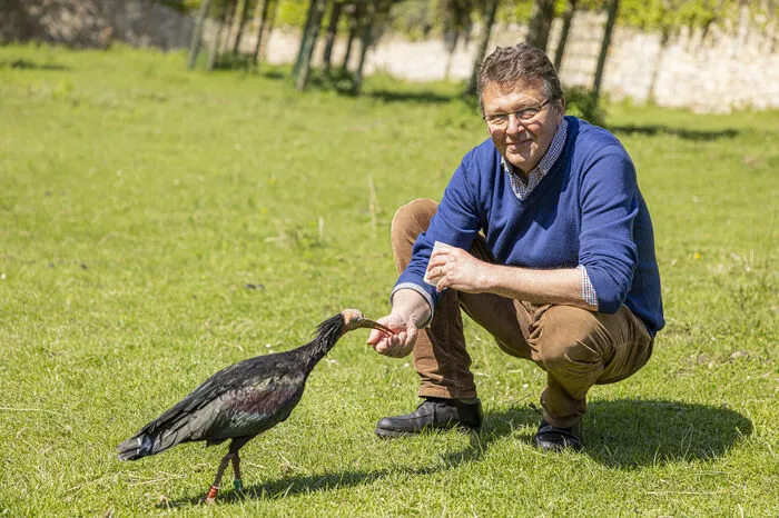 Tierpark-Chef Emanuel Liechtenstein mit einem seiner "Waldis". Da die Vögel nicht auf die Menschen geprägt werden sollen, gibt es nur wenige Bezugspersonen.