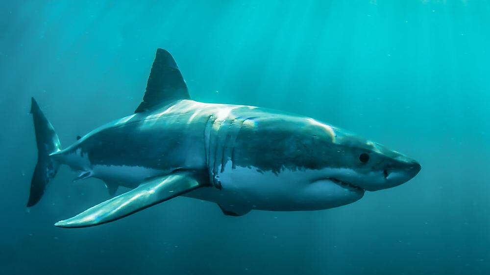 Wieder Hai-Attacke in Australien