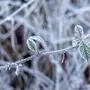 Frost am zweiten Weihnachtsfeiertag Reif hat sich bei Frost auf den Pflanzen im Wald gebildet., Schmitten Hessen Deutschland *** Frost on Boxing Day Frost has formed on the plants in the forest during frost , Schmitten Hessen Germany