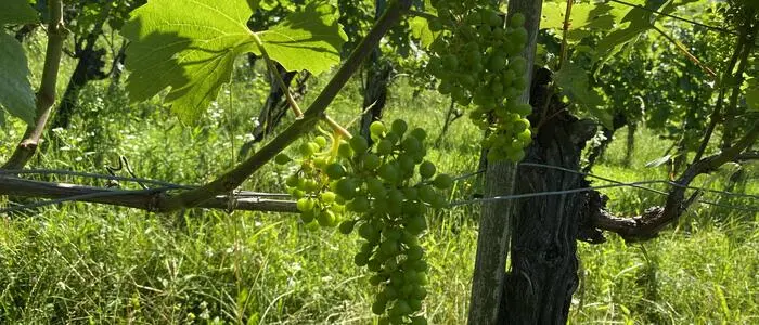 Eine Weinrebe
