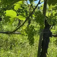 In St. Urban findet am 30. August eine Weinwanderung statt