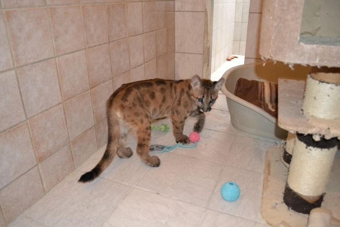"Die Haltung eines Pumas in einer kleinen Wohnung ist nicht nur absolute Tierquälerei, sondern auch gefährlich für Besitzer und Nachbarn. 