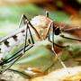 Tigermücke als Überträger des Chikungunya-Virus 