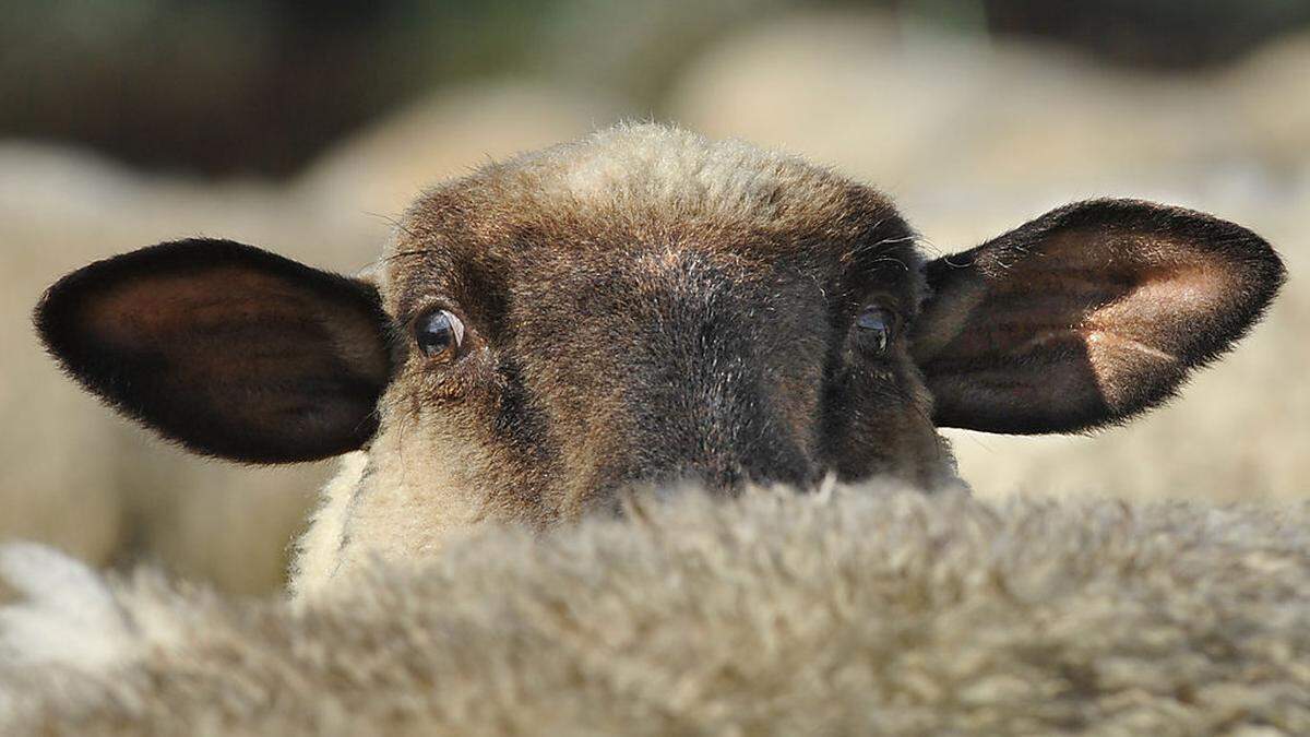 Tierschützer prangern Tiertragödie auf hoher See an