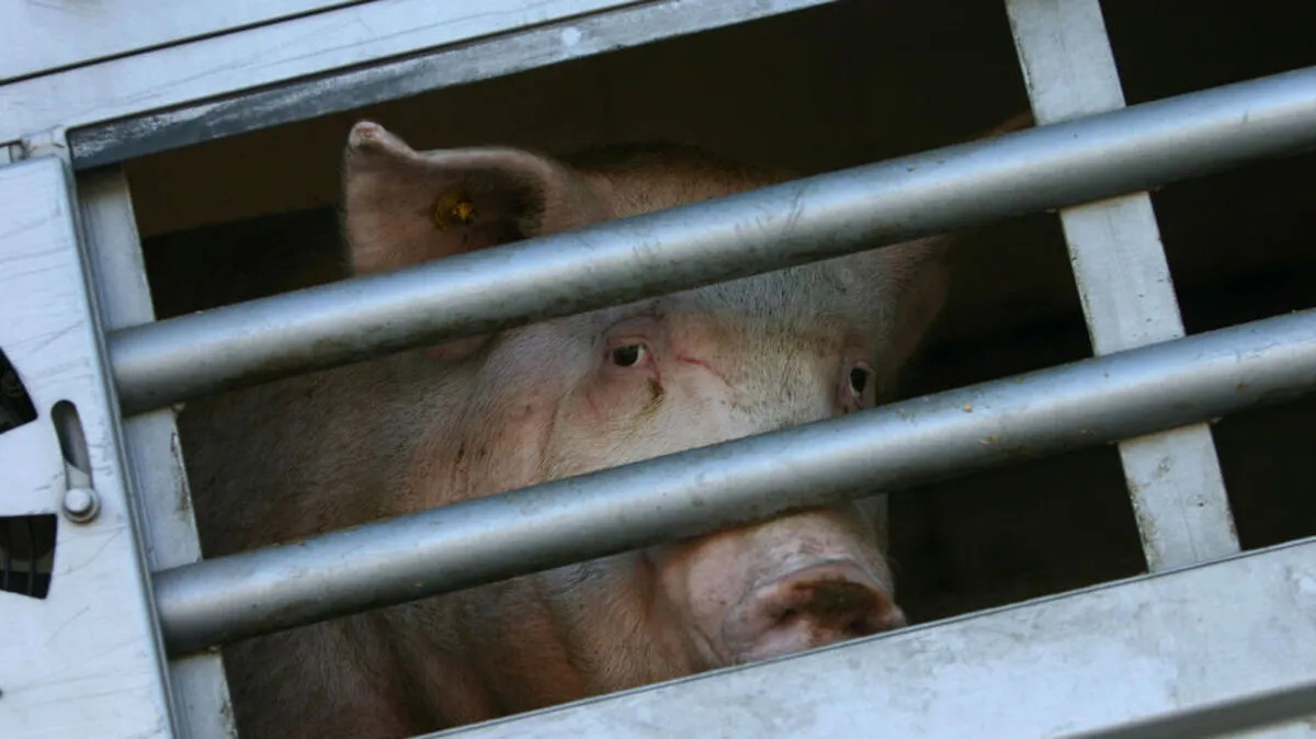Für die Tiere gab es bei diesem Treffen noch keine Lösungen.