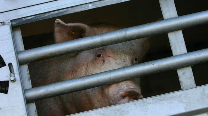 Für die Tiere gab es bei diesem Treffen noch keine Lösungen.