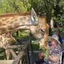 Die bald 100-jährige Charlotte Lackner beim Füttern der Giraffen in Südafrika