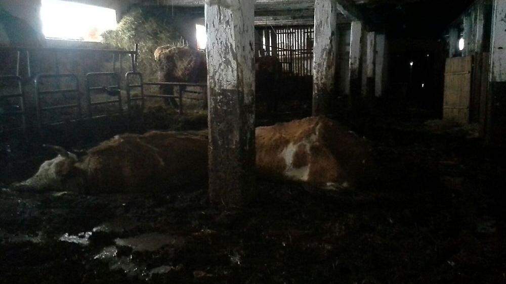 Im Februar verhungerten mehrere Kühe in diesem Stall in Hüttenberg aufgefunden