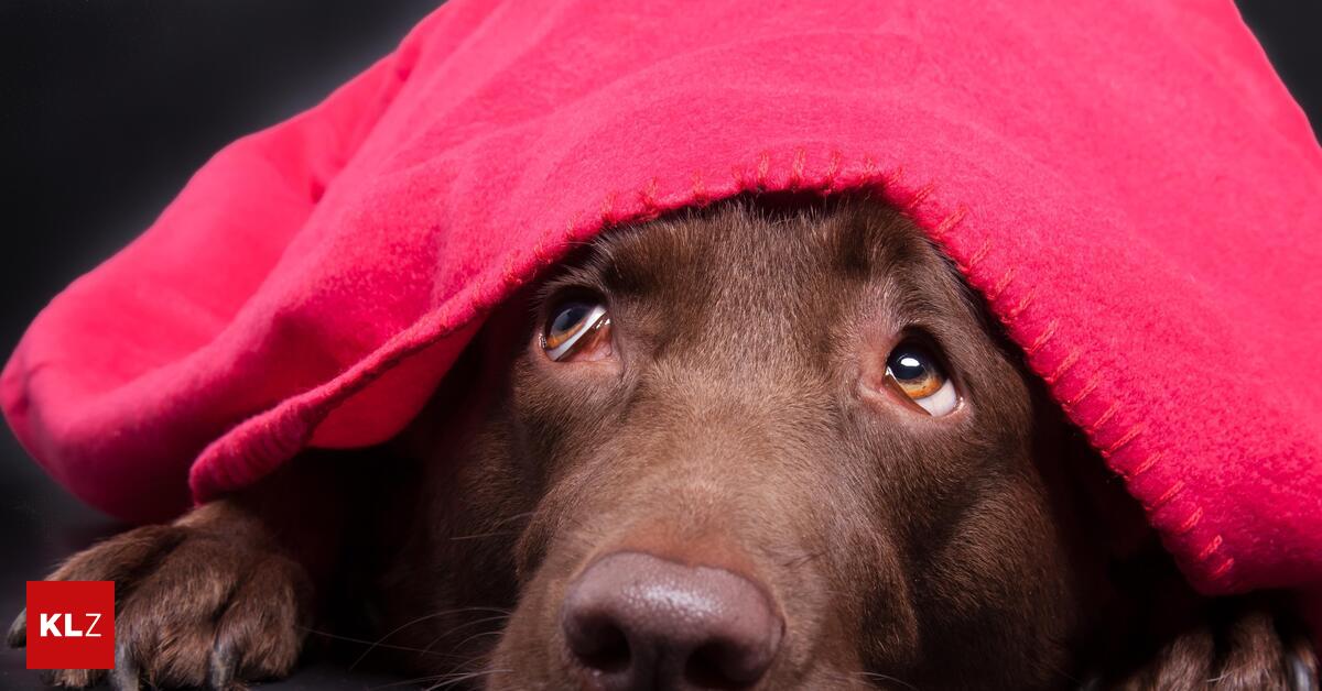 Hund-erwischte-Giftk-der-Polizei-warnt-vor-unbekanntem-Tierhasser