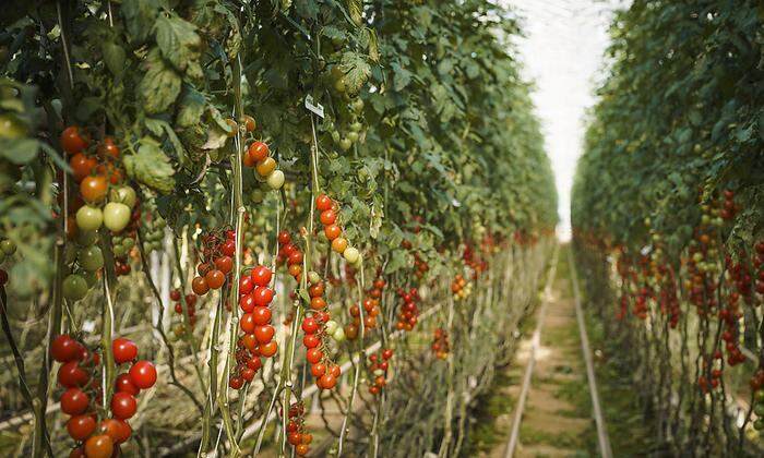 Tomaten, rund ums Jahr aus der Steiermark: Die Nutzung des natürlichen Thermalwasservorkommens macht es möglich