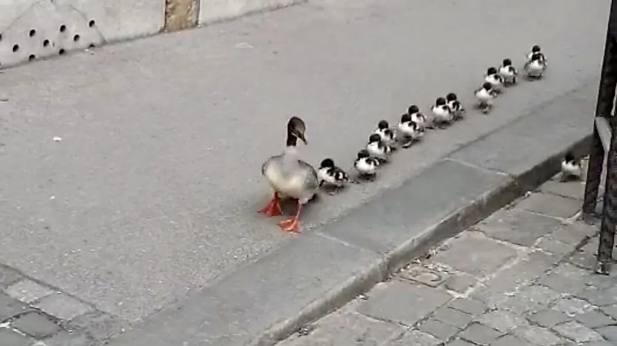 Familienspaziergang in Graz: Entenmama und Babys besichtigen die Stadt