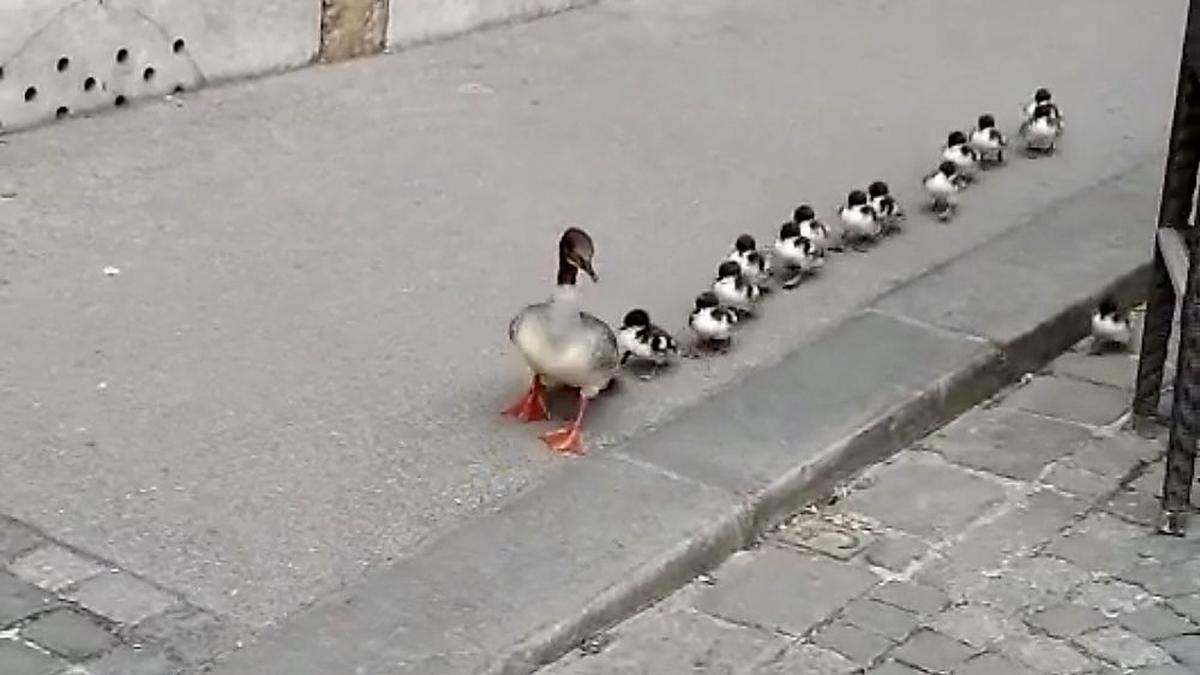 Familienspaziergang in Graz: Entenmama und Babys besichtigen die Stadt