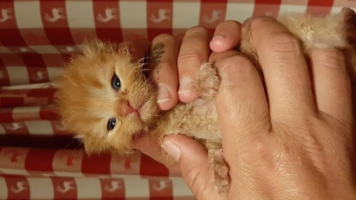 "Florian" ist erst drei Wochen alt und musste schon einiges mitmachen