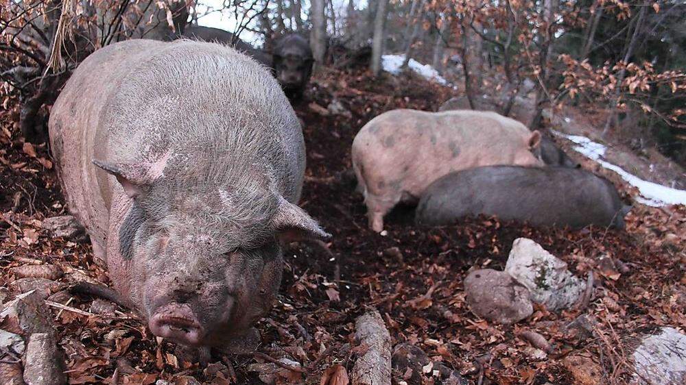 Villacher Tierschutzverein sucht dringend einen Villacher Landwirt, bei dem die Schweine zwei Wochen unterkommen können