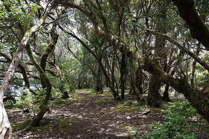 Eine Wanderung durch das Anaga-Gebirge.