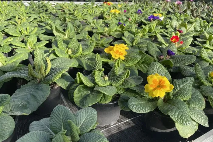 Für die Frühlingsblumen läuft die Hochsaison langsam an.