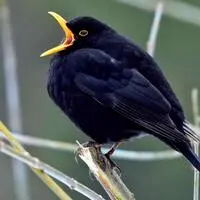 Nicht zu überhören ist der Gesang der Amsel