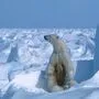 Ein Eisbär auf Schnee