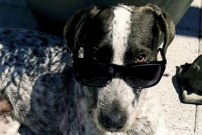 Ziemlich cool ist Vilma auch bei diesen heißen Sommertagen. Danke an unsere Leserreporterin Sibyll Neupert aus Graz für das Foto.