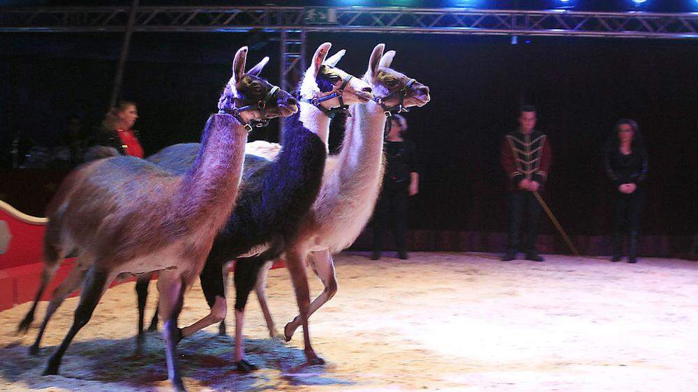 Lamas im "Circus la Strada"