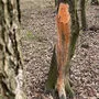 Betroffener Baum im Schachterlwald in Klagenfurt-Welzenegg