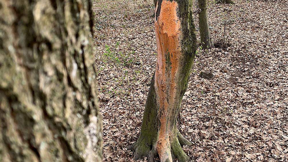 Betroffener Baum im Schachterlwald in Klagenfurt-Welzenegg