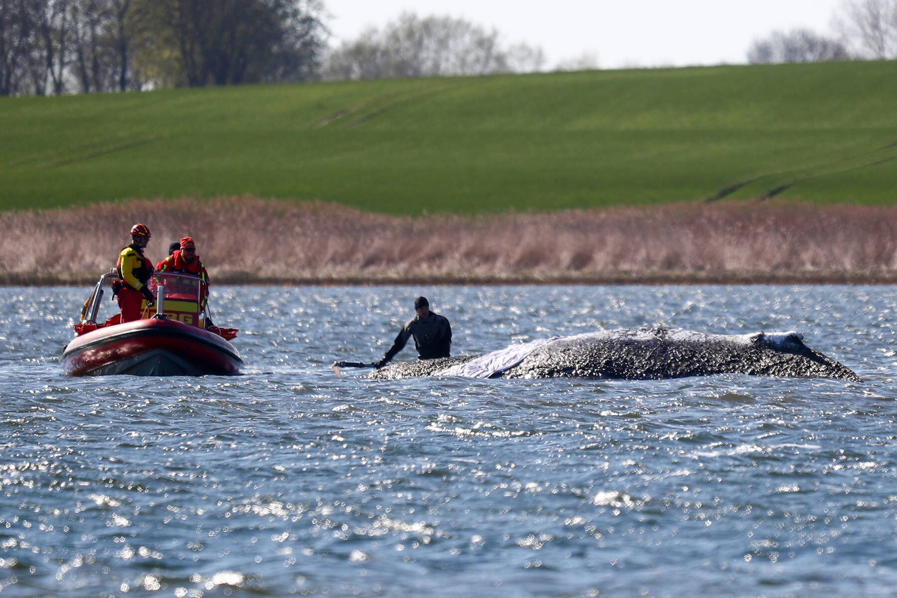 Buckelwal vor Abtransport: Das finales Ringen um Timmy polarisiert