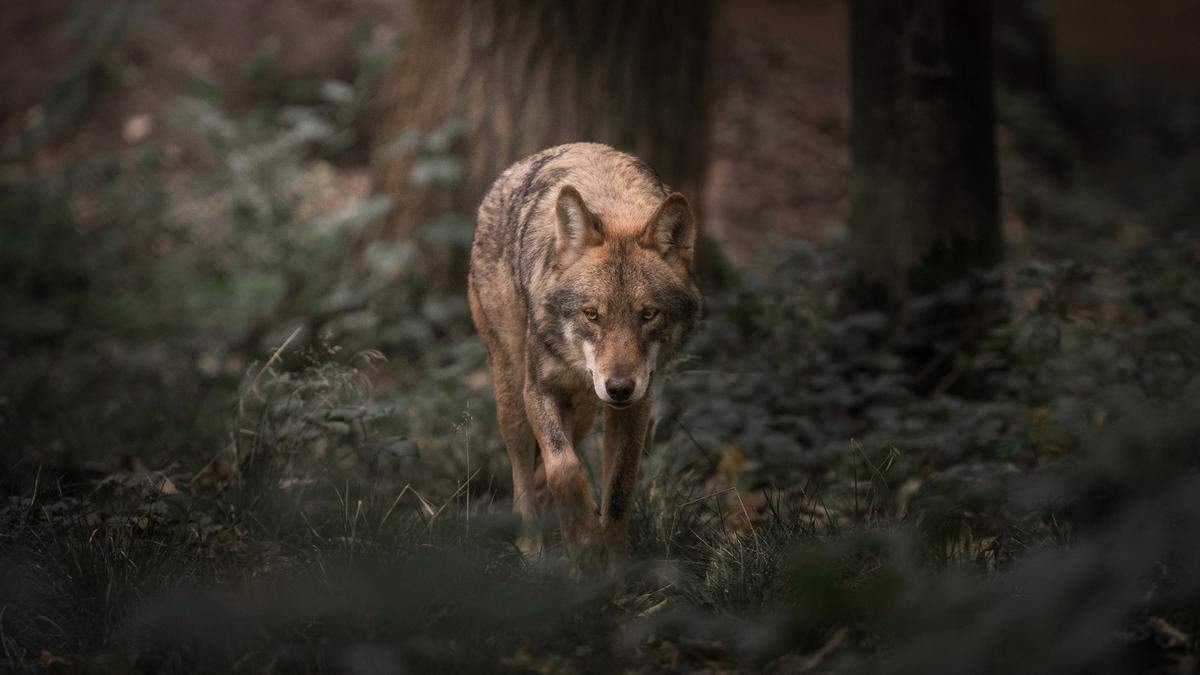 Der Wolf streift in heimischen Wäldern und auf Almen umher (Sujet)
