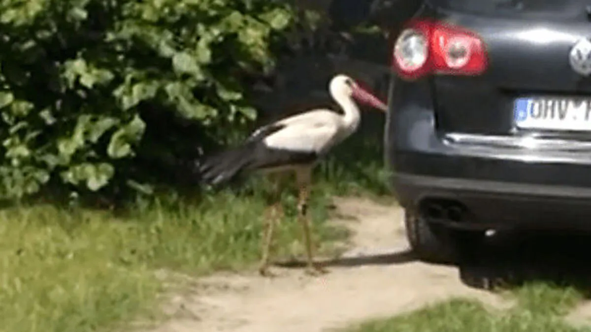Storch Ronny im Kampf gegen ein dunkles Auto / Screenshot Youtube