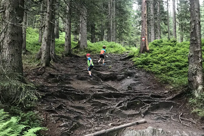 Danach geht es in den Rauriser Urwald