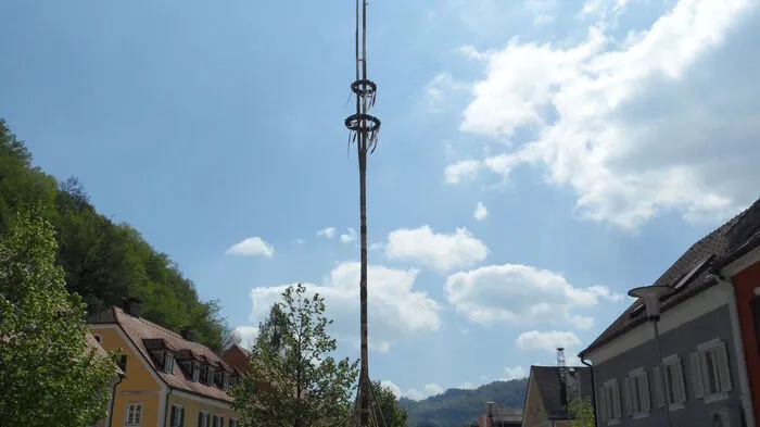 Seit über 40 Jahren stellt die Feuerwehr Arnfels traditionell mit langen Holzstangen ("Sporgl") den Maibaum auf.Heuer ziert eine 24 Meter hohe Fichte aus Remschnigg den Dorfplatz. Er hat zwei Triebe. 