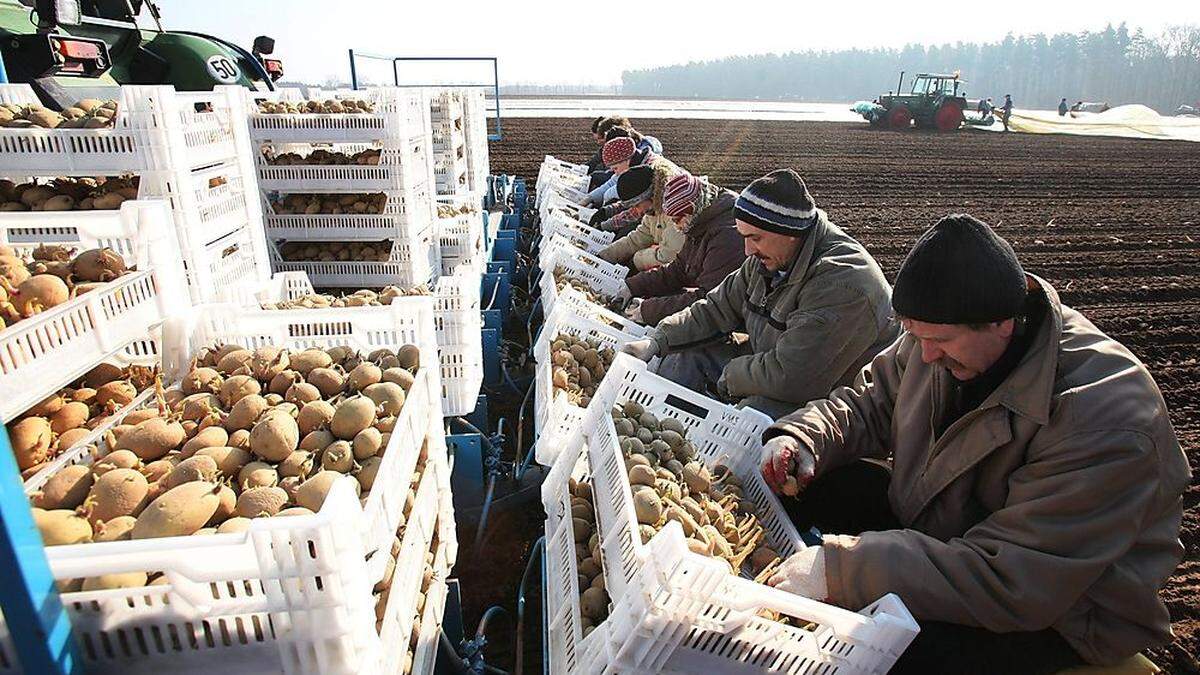 Saisonarbeiter (Archivbild): Streit um Verknüpfung der Fördergelder mit sozialen Standards