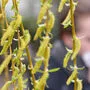 In Kärnten fliegen derzeit die Pollen von Erle und Hasel. Allergiker können voraussichtlich Anfang nächster Woche kurz durchatmen (Symbolfoto)