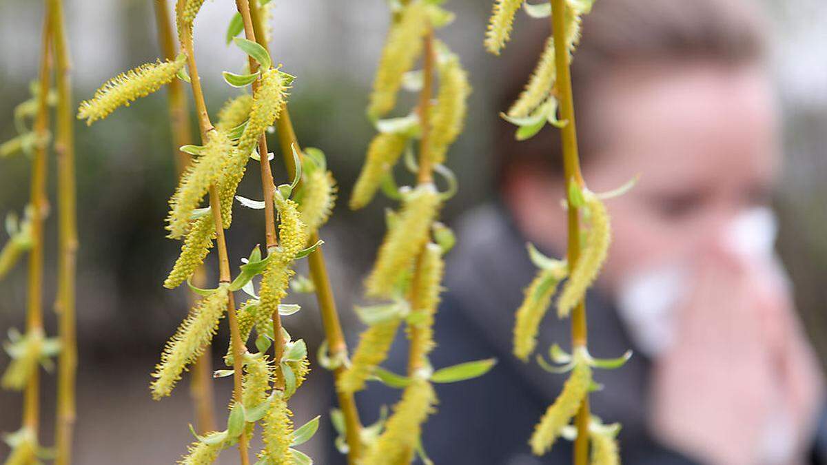 In Kärnten fliegen derzeit die Pollen von Erle und Hasel. Allergiker können voraussichtlich Anfang nächster Woche kurz durchatmen (Symbolfoto)