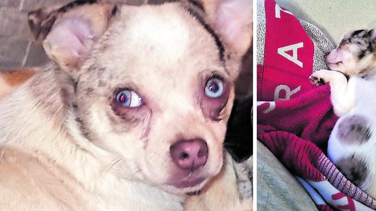 Der reinrassige Chihuahua Welpen &quot;Mayli&quot; wurde gesucht