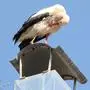 Der Storch ist in Knittelfeld zwischengelandet