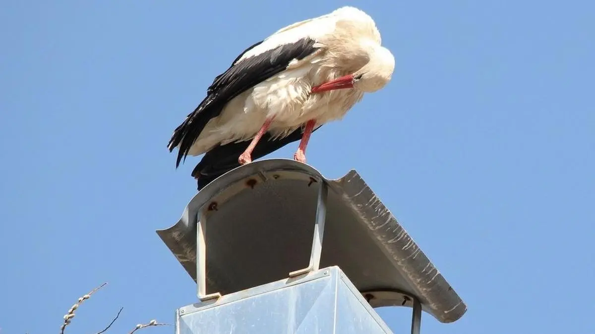 Der Storch ist in Knittelfeld zwischengelandet