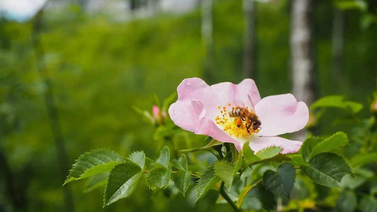 Schon allein der betörende Duft der zarten Wildrose verrät uns, dass sie Bienen viel mehr zu bieten hat als so manche prächtige Zuchtrose