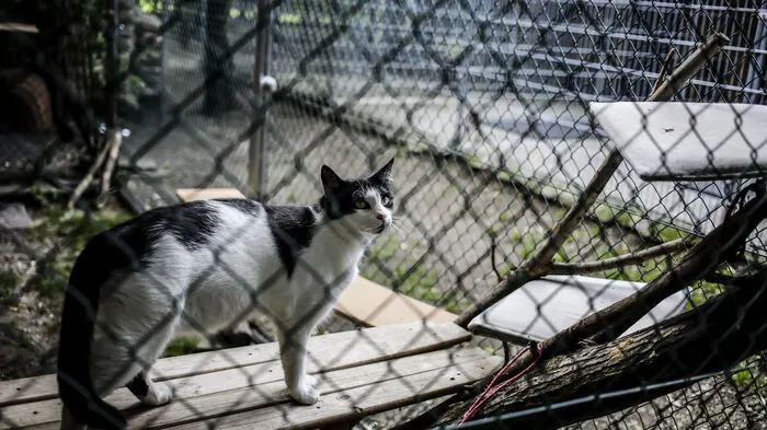 Im Tierheim Garten Eden in Klagenfurt werden aktuell 24 Hunde, 120 Katzen und zahlreiche Kleintiere betreut.