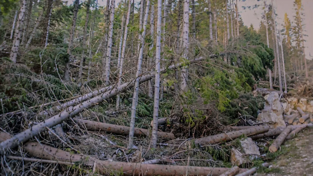 Starke Stürme richteten 2017 und 2018 schwere Schäden in den Wäldern in Bad Eisenkappel an
