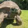 Jonathan ist mit 190 Jahren die älteste Schildkröte der Welt