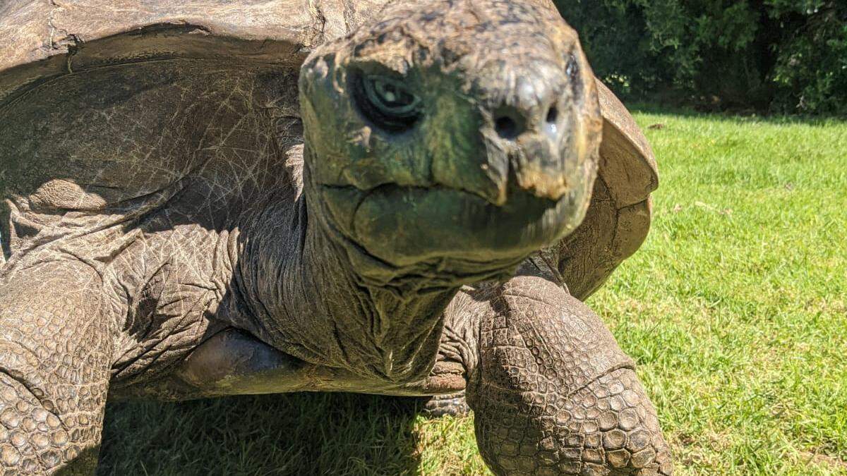 Jonathan ist mit 190 Jahren die älteste Schildkröte der Welt