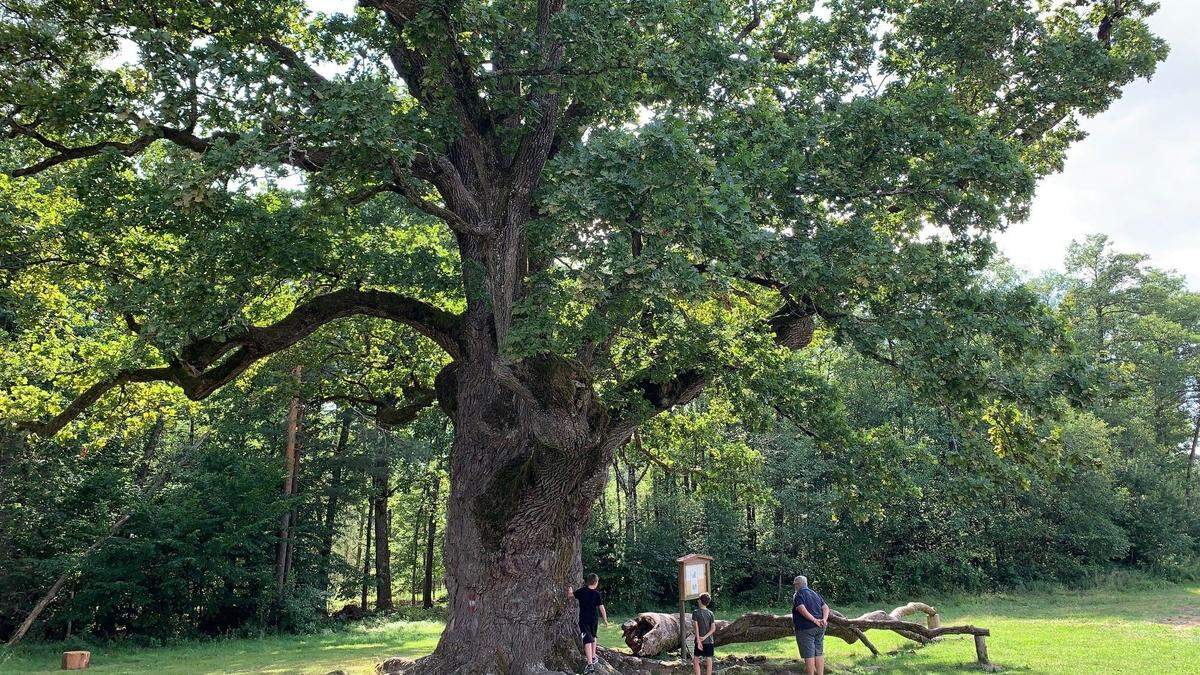 Seit mehr als 1000 Jahren ragt eine der ältesten Eichen Europas über der oststeirischen Ortschaft Bierbaum