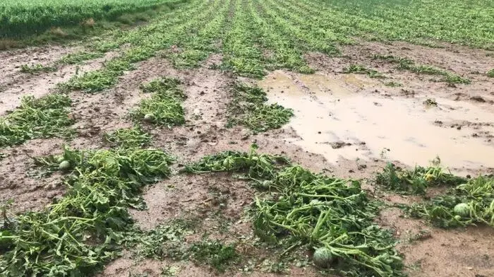 Vor allem die Region östlich von Gleisdorf wurde am Mittwoch schwer von Hagel getroffen, der Schaden beträgt 7 Millionen Euro.