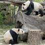 2020 wird es keinen Nachwuchs bei den Pandas geben