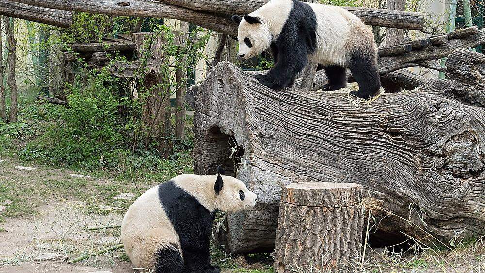 2020 wird es keinen Nachwuchs bei den Pandas geben